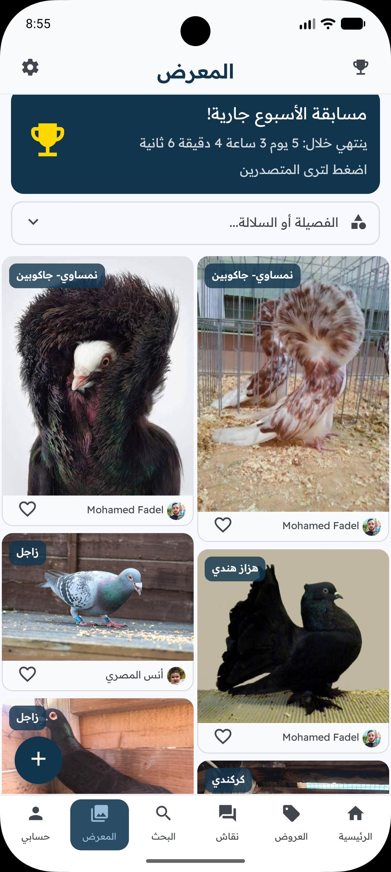 المعرض الأسبوعي للحمام